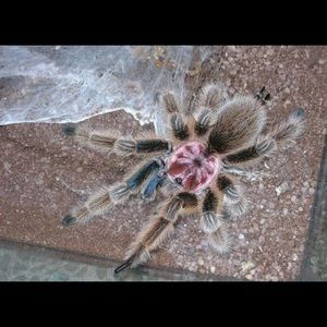 Meet your Posher, Fong